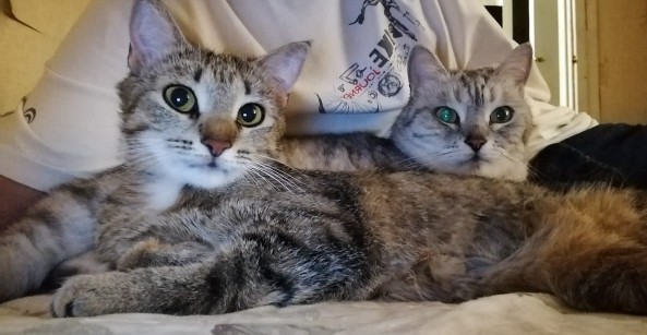 Котовторник 05.06.2018