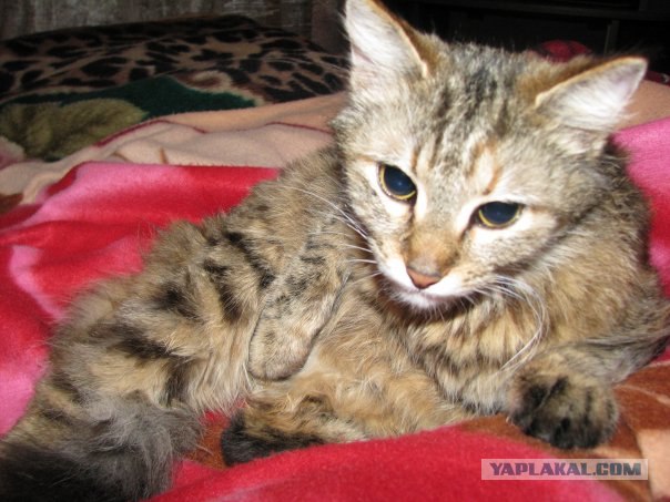 Котовторник на ЯПлакалъ