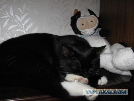 Выходные у кота