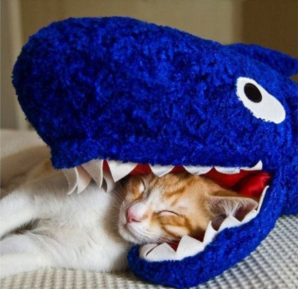Как же можно про котовторник забыть?!