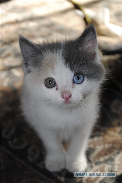Котейкин вторник! Космический 12.04!