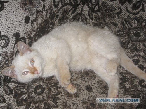 Котовторник так котовторник!