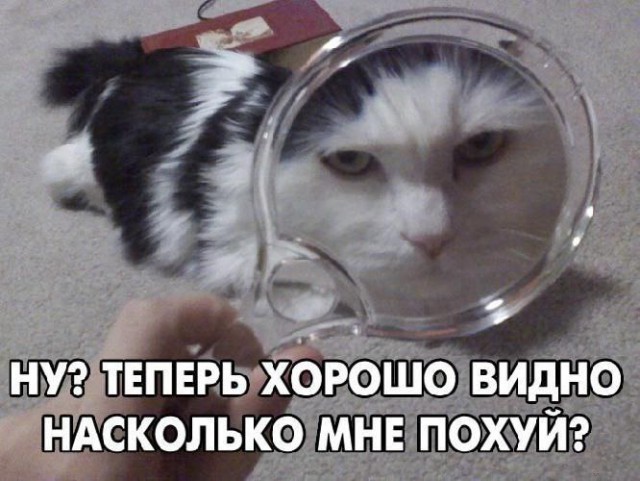 Бросай политоту, картинок завезли!