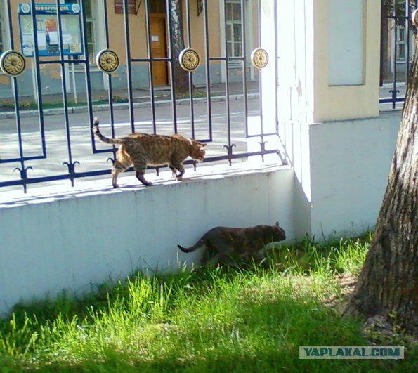 Котовторник 22.05.2012
