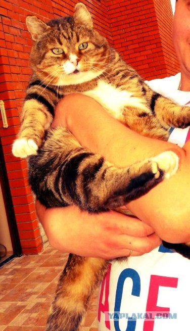 Котовторник   5.06.2012
