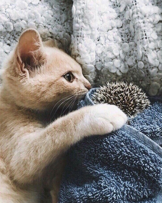 Прикольных котов пост