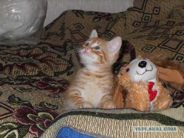 Новогодний Котовторник 01.01.2013