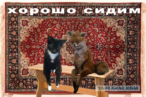 Кого котЭ мне напоминает?!..