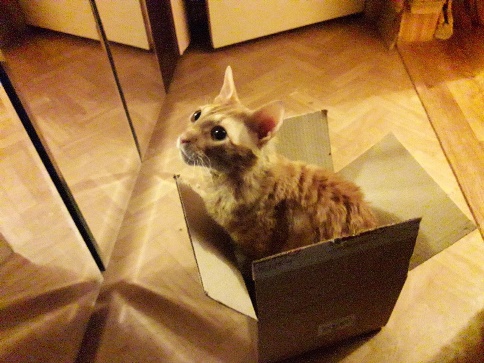 Изверги не кормят кота