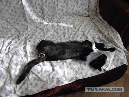 Глубокий сон кота, который чувствует себя в полной безопасности