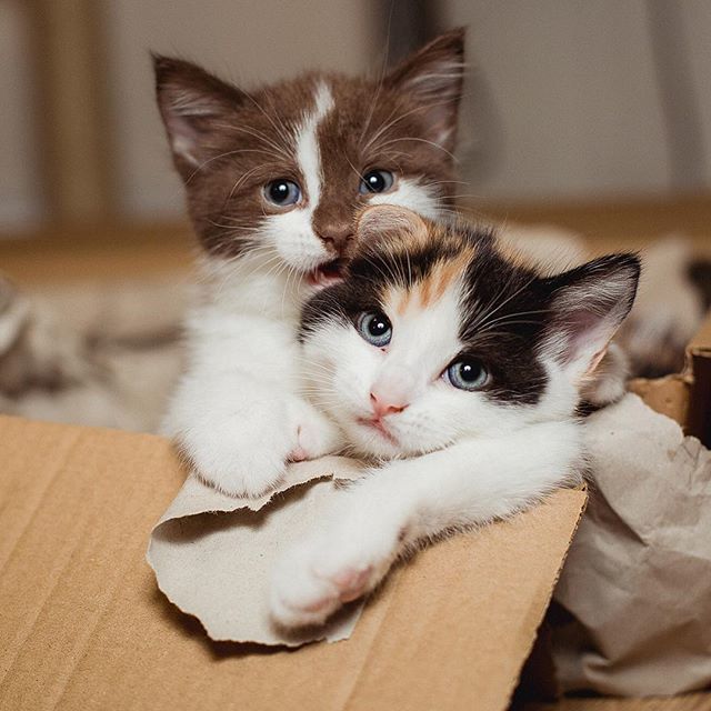 Забавные фото котеек