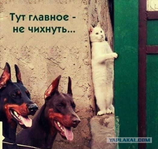 10 популярных мемов с историей, без которых сложно представить мир интернета