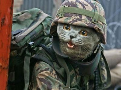 5кг абсолютной концентрации или кот Чака Норриса