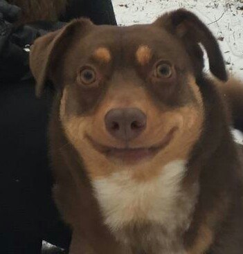 Эти забавные животные