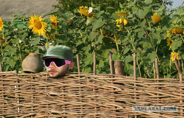 Фотожаба: Фанатка Тимати