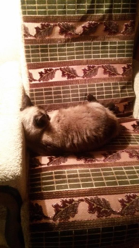Моя новая коша.