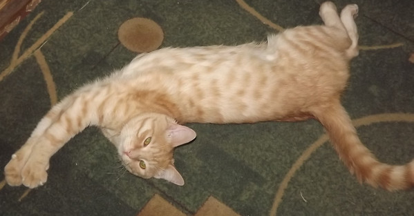 Разговор с котом
