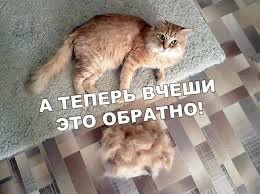 Котовторник Рыжих