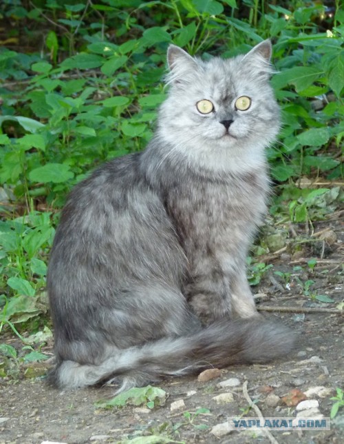 Котовторник 23.07.2013