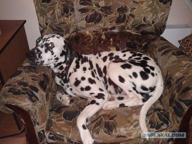 Все хвастуются и я ТОЖЕ.