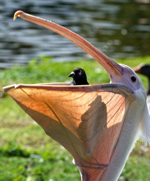 Фотоконкурс National Geographic Photo  2013
