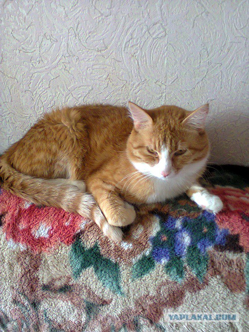 Котовторник 26.11.2013