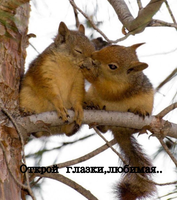 Поцелуй