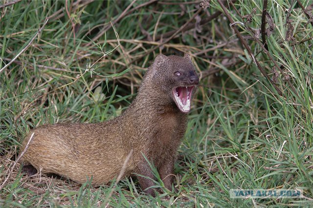 Мангуст отбился от нападения четырех львов в Кении