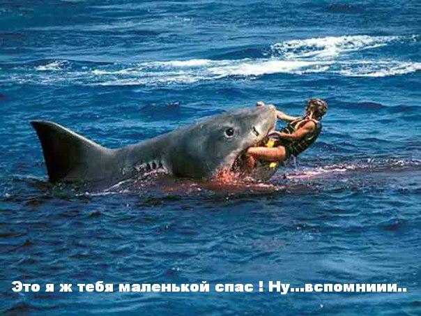 Как мужик спас севшую на мель акулу
