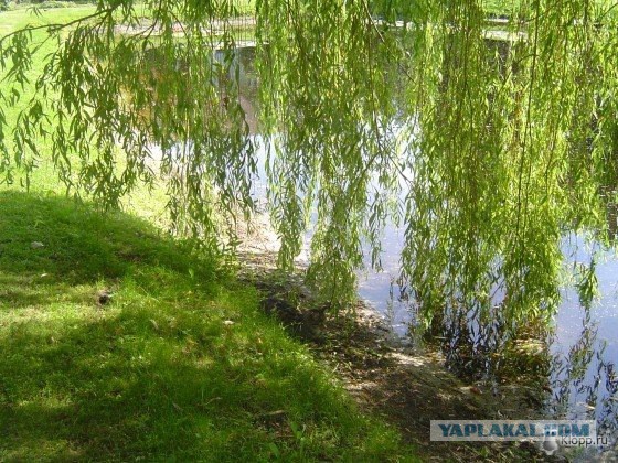 Маскировка животных: существа, имитирующие