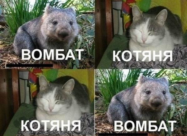 Смешные комментарии из социальных сетей 13.11.14