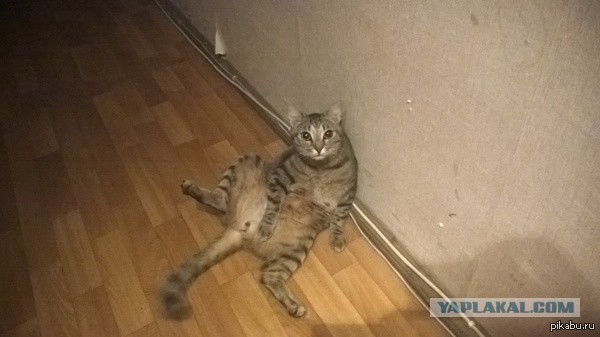 Сидеть, киса!