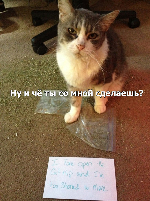 40 провинившихся котов