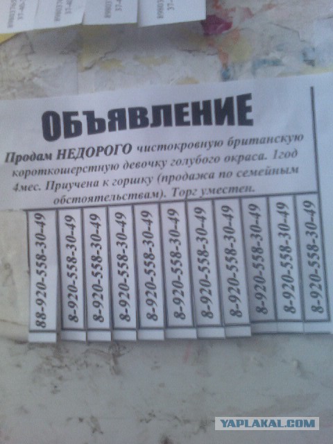 Прикольные объявления и надписи