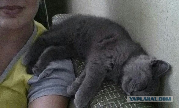 Котовторник 12.05.2015