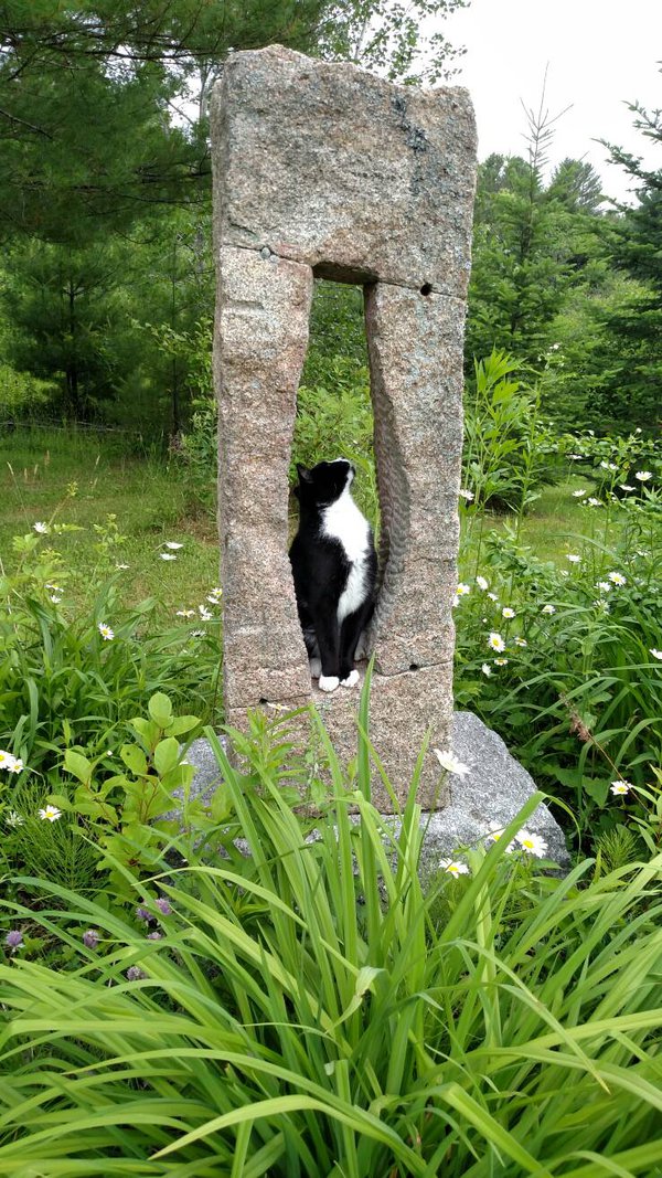 Котовторник 28.07.2015