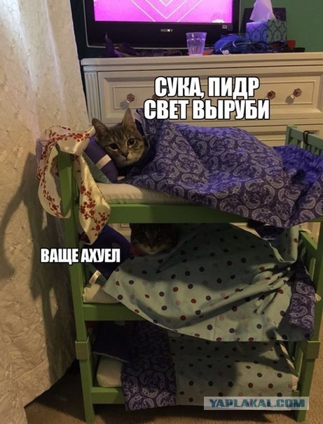 Кота с кошкой запалили