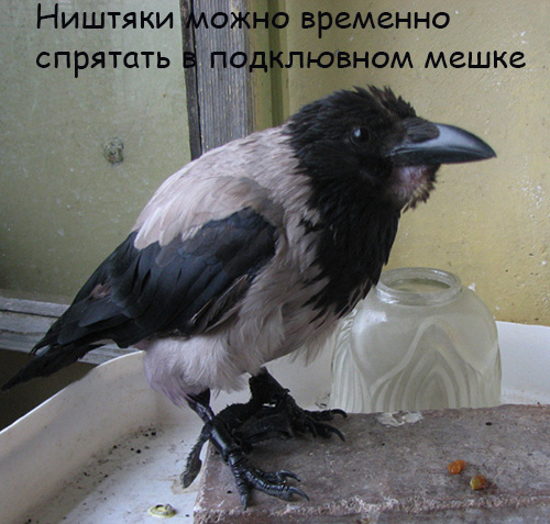 Домашняя птичка - ворона