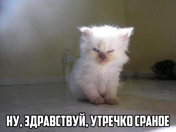 Немного картинок и демотиваторов