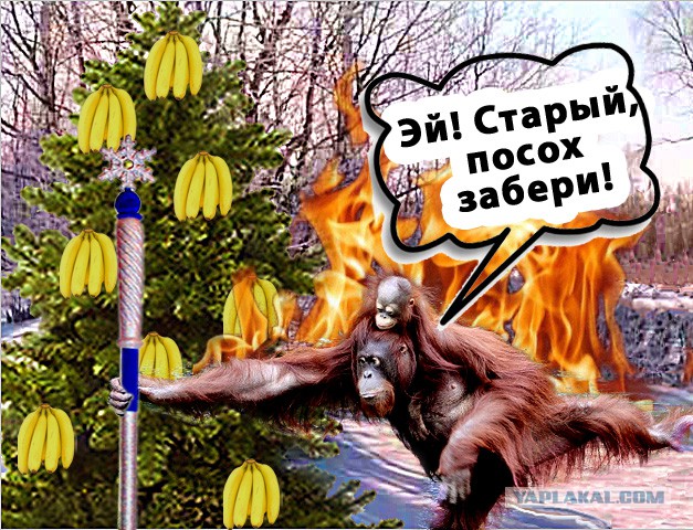Фотожаберы! Нарядим елочку!