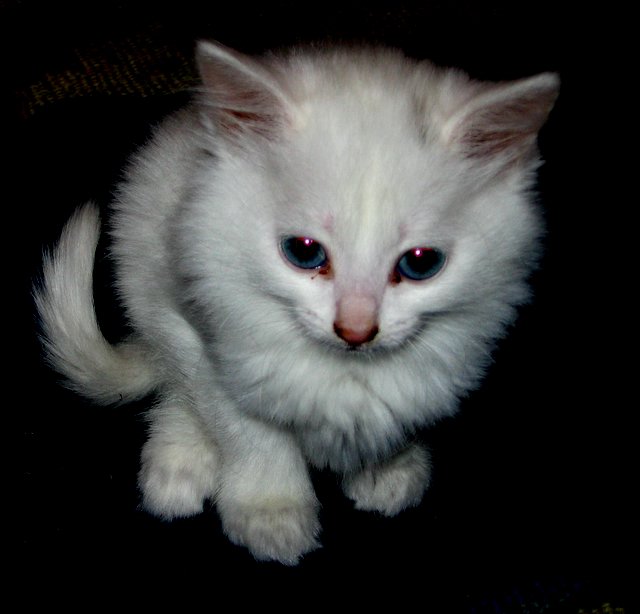 Коты, кошки, котята