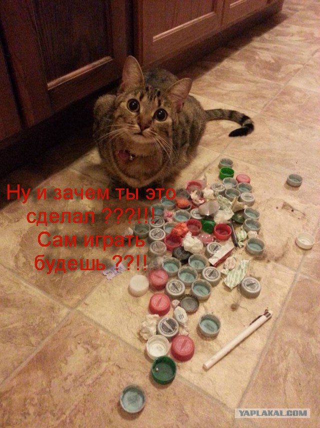 Нашёл одну из нычек кота. Кот недоволен