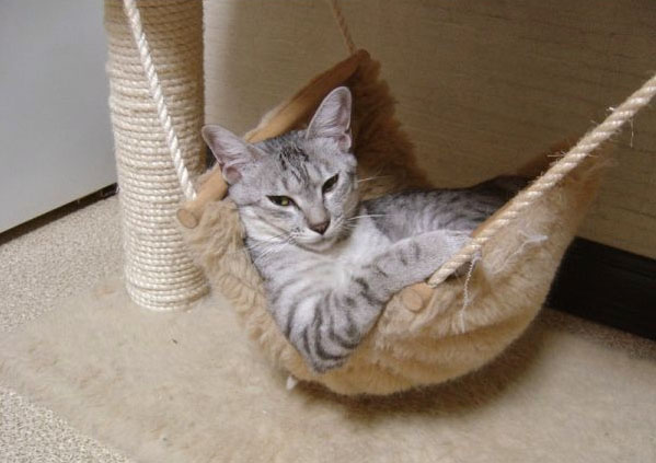 Коты, кошки, котята