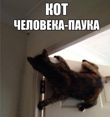 Мохнатые беспредельщики