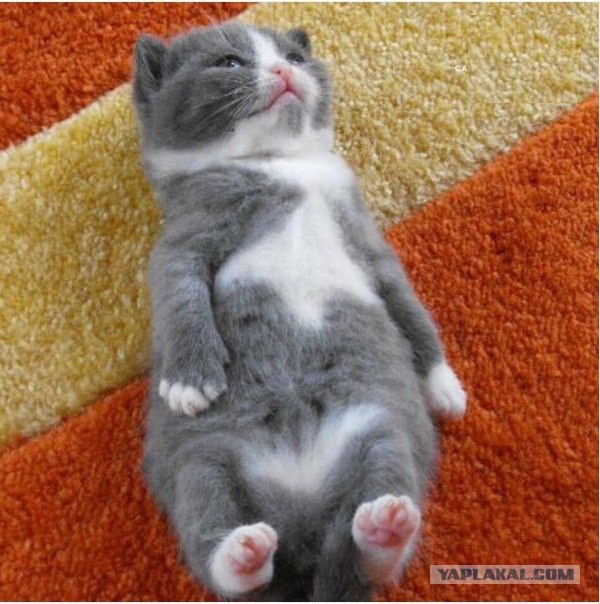 Котовторник 17.05.2016