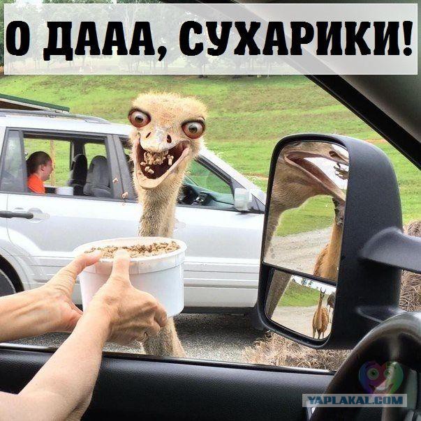 Смешные комментарии 14.08.2016