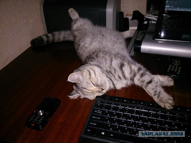 Котовторник 27.09.16