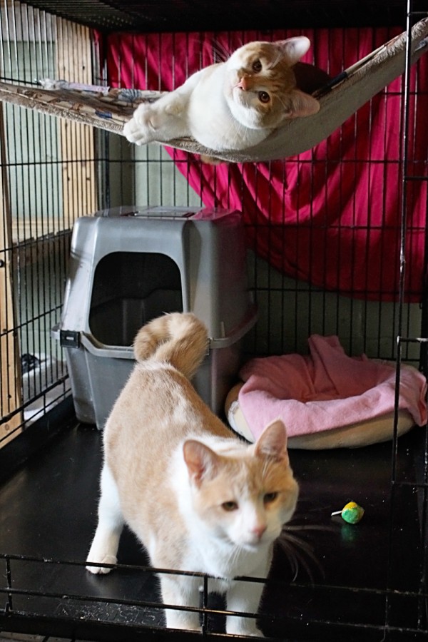 Коты и Кошки