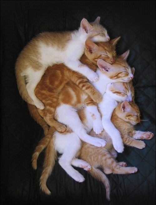 Коты и Кошки