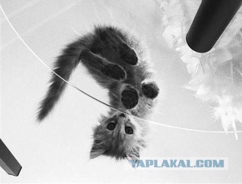 Котовторник. А как же?!